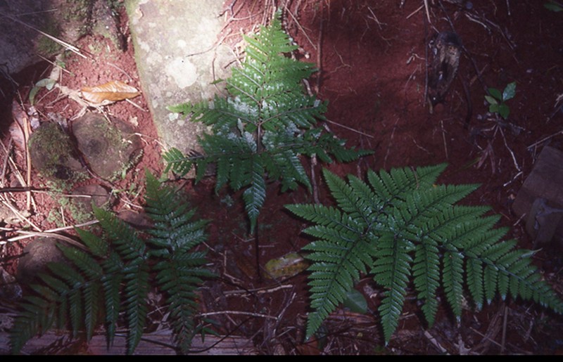 Parapolystichum calanthum photo 8