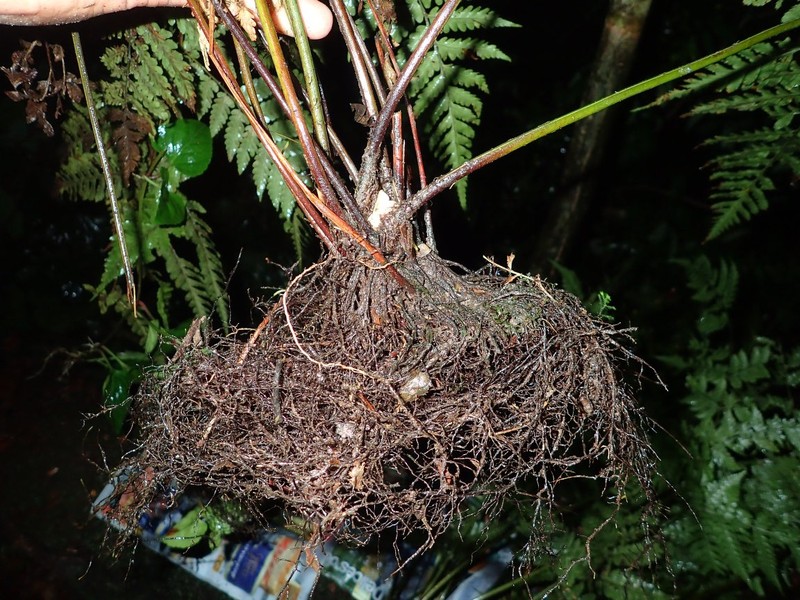 Parapolystichum currorii