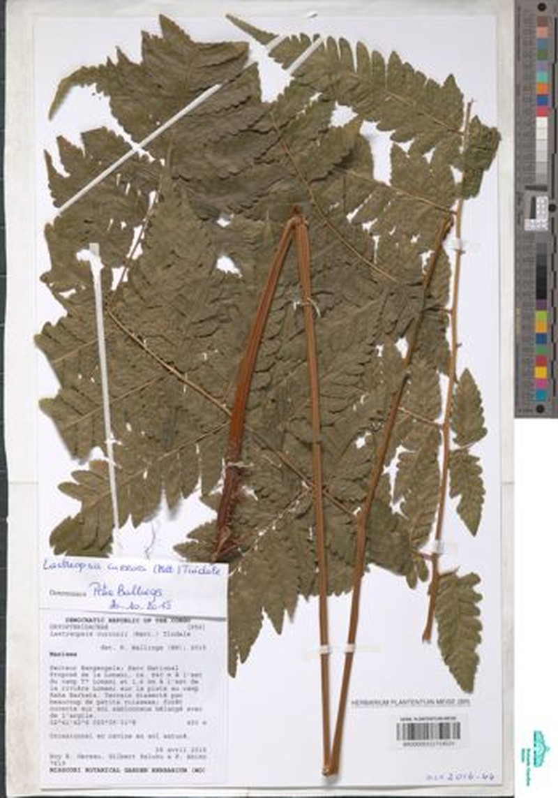 Parapolystichum currorii subsp. currorii