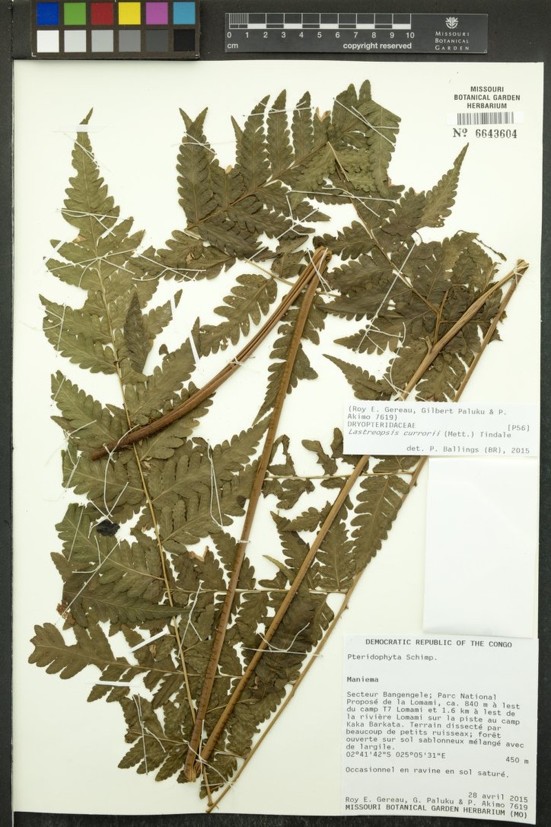 Parapolystichum currorii subsp. currorii photo 2