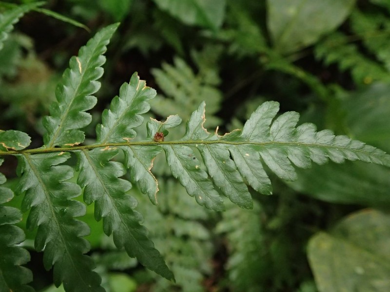 Parapolystichum currorii subsp. currorii photo 3