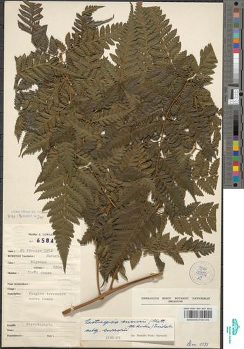 Parapolystichum currorii subsp. eglandulosum