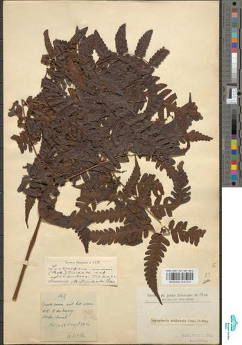 Parapolystichum currorii subsp. eglandulosum photo 2