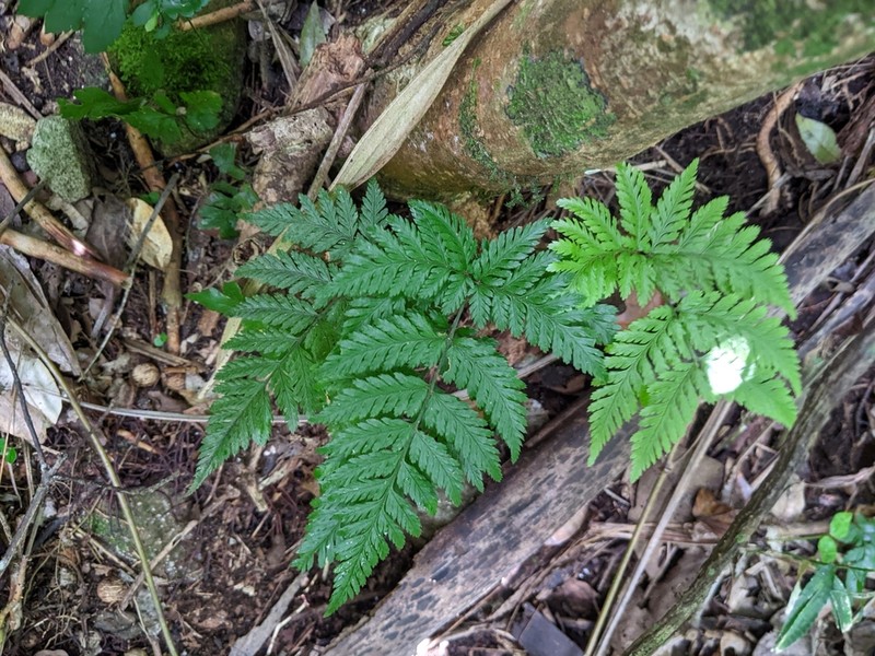 False Shieldfern