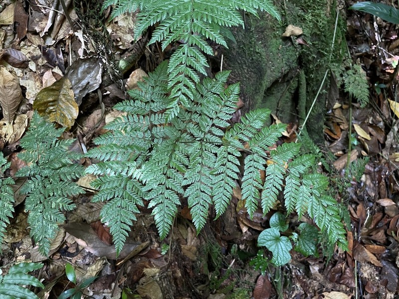 False Shieldfern photo 2