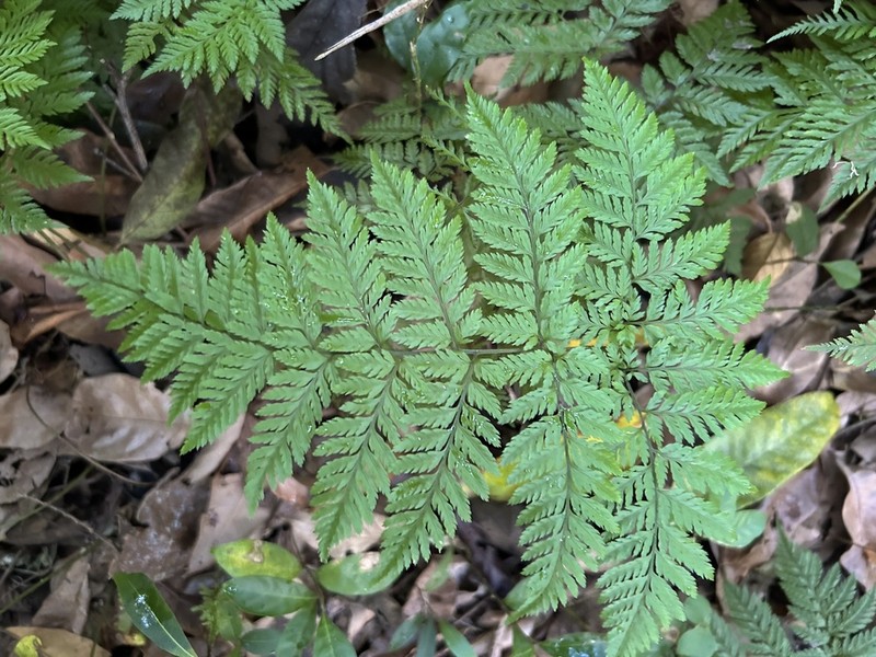 False Shieldfern photo 3