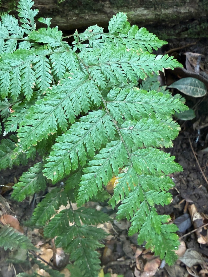 False Shieldfern photo 4