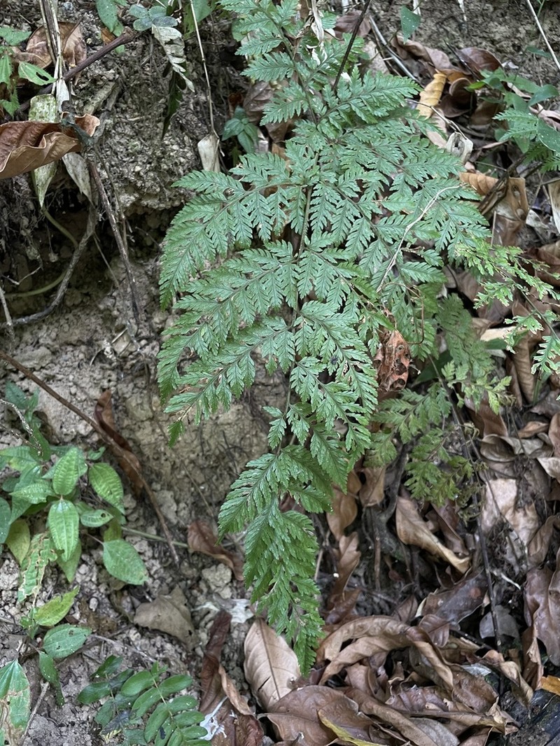 False Shieldfern photo 5