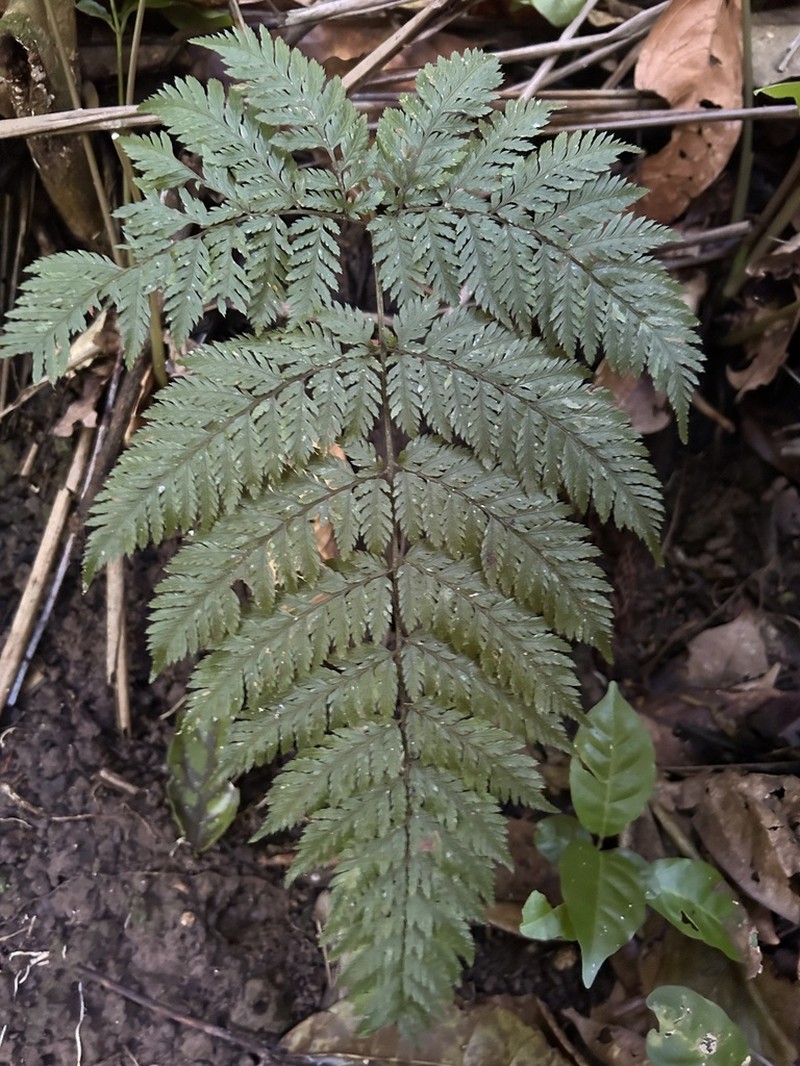 False Shieldfern photo 6
