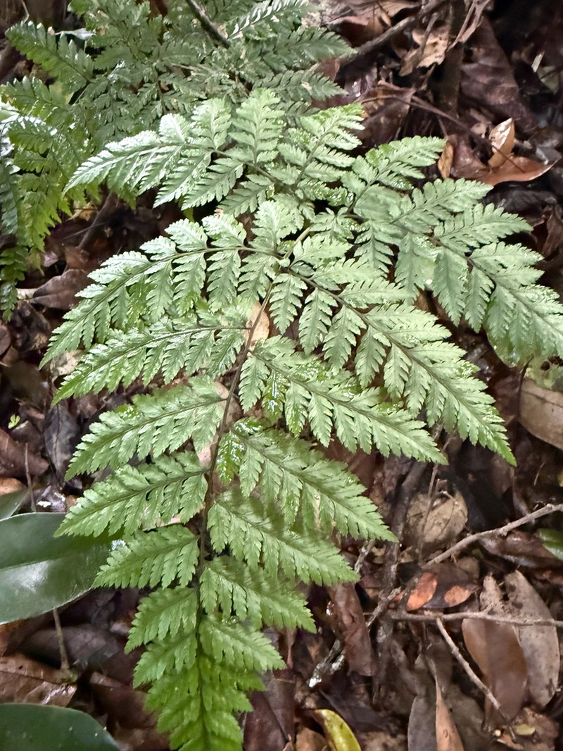 False Shieldfern photo 7