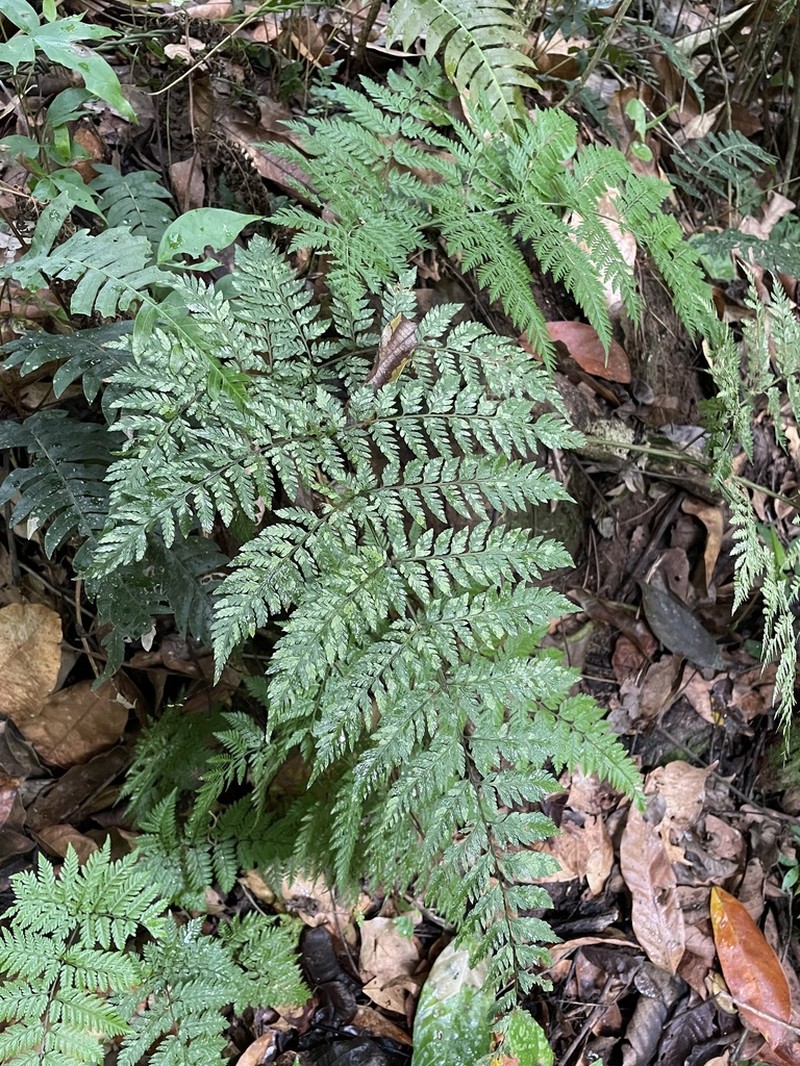 False Shieldfern photo 8