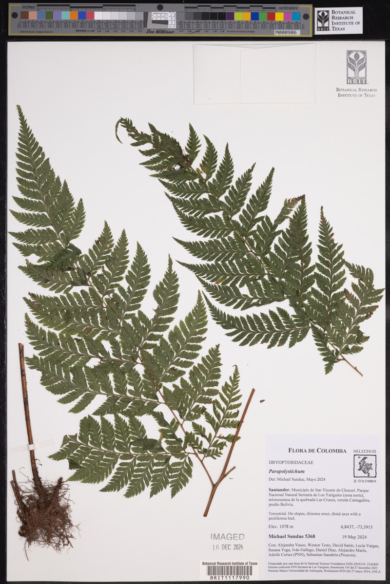 Parapolystichum effusum var. divergens