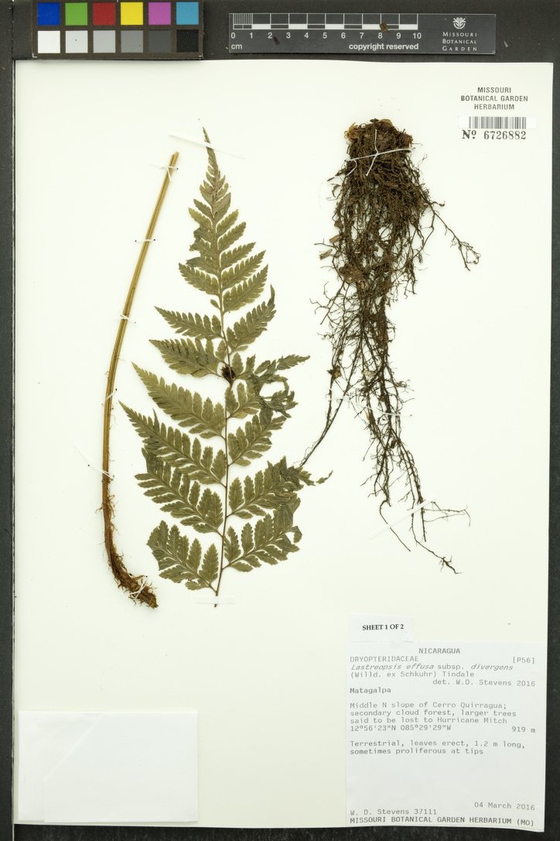 Parapolystichum effusum var. divergens photo 2