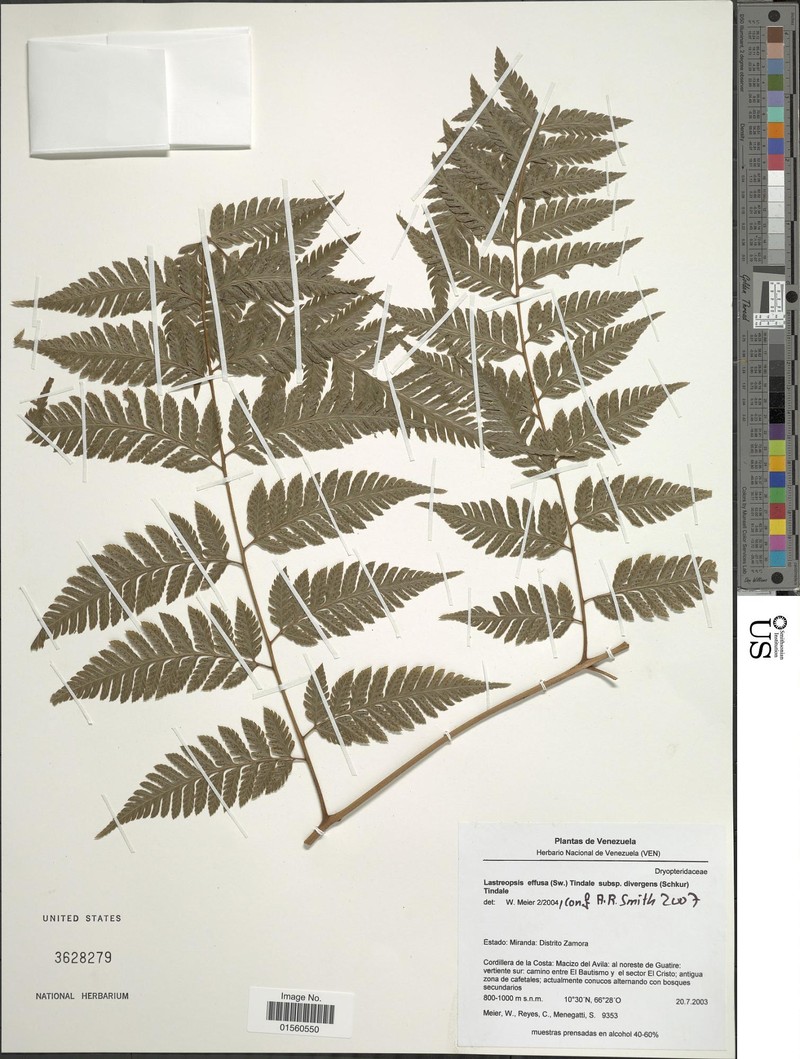 Parapolystichum effusum var. effusum