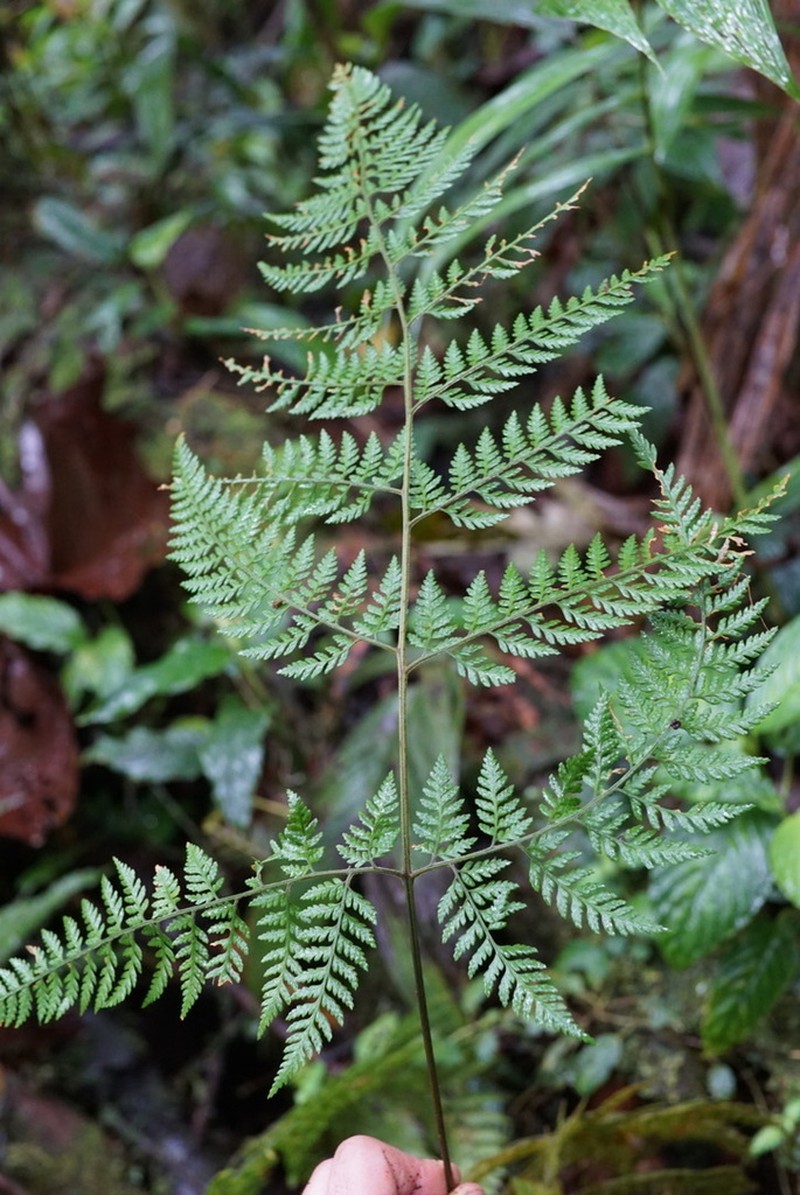 Parapolystichum excultum