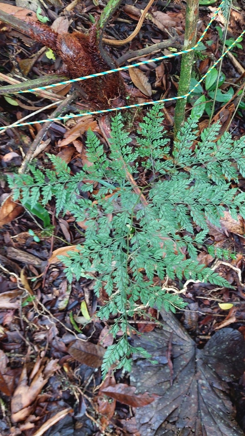 Parapolystichum excultum photo 2