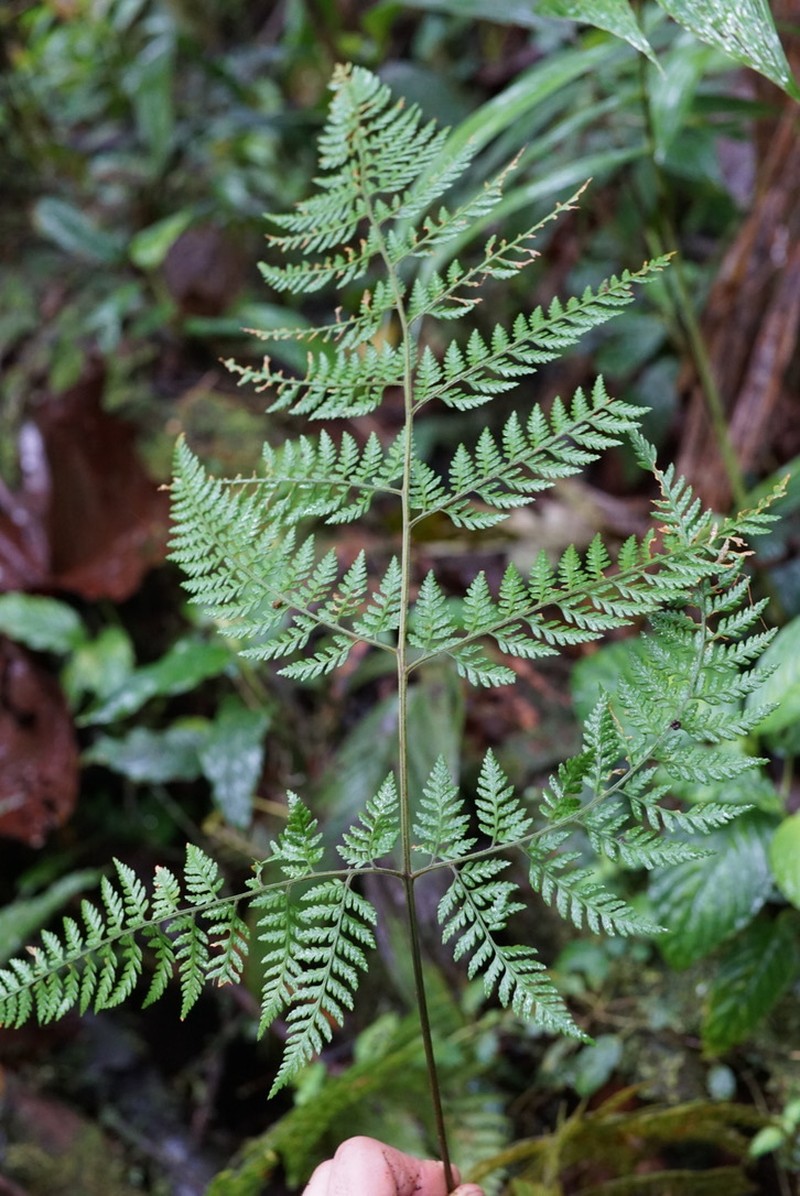 Parapolystichum excultum photo 3