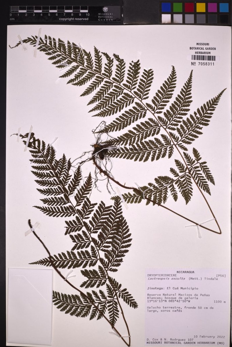 Parapolystichum excultum photo 4