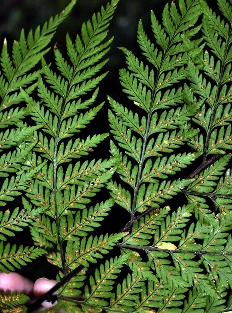 Parapolystichum excultum photo 5
