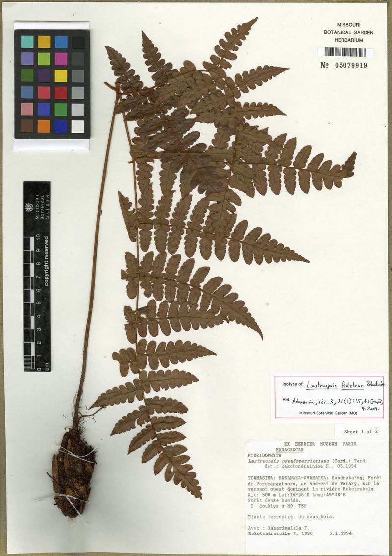 Parapolystichum fideleae