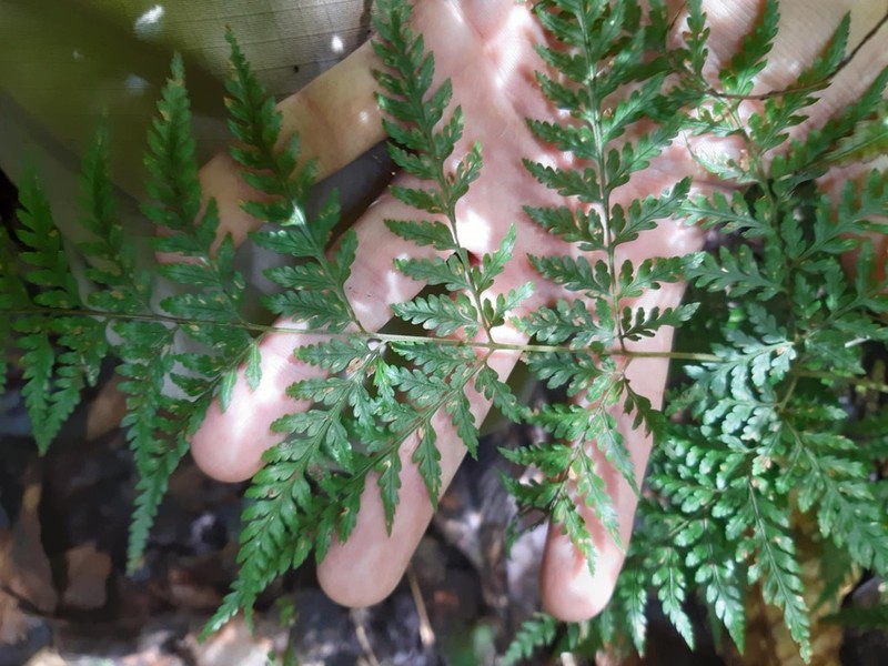 Parapolystichum grayi