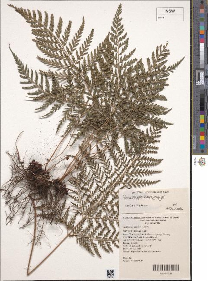 Parapolystichum grayi photo 2
