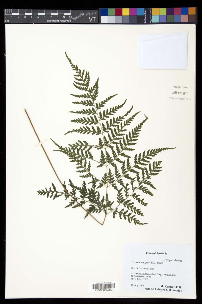 Parapolystichum grayi photo 3