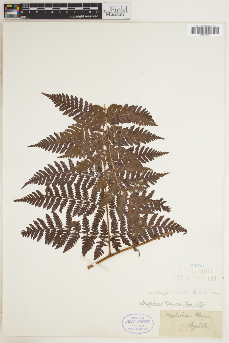 Parapolystichum hornei