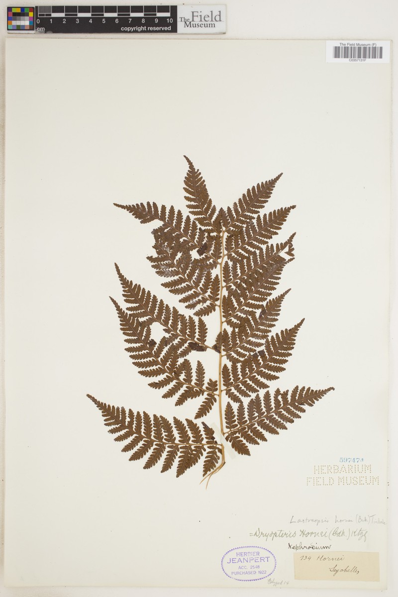 Parapolystichum hornei photo 2