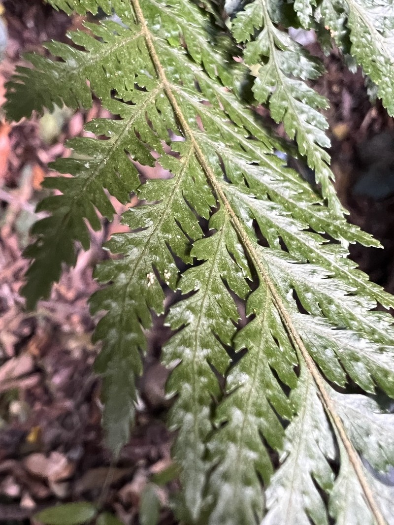 Parapolystichum microsorum