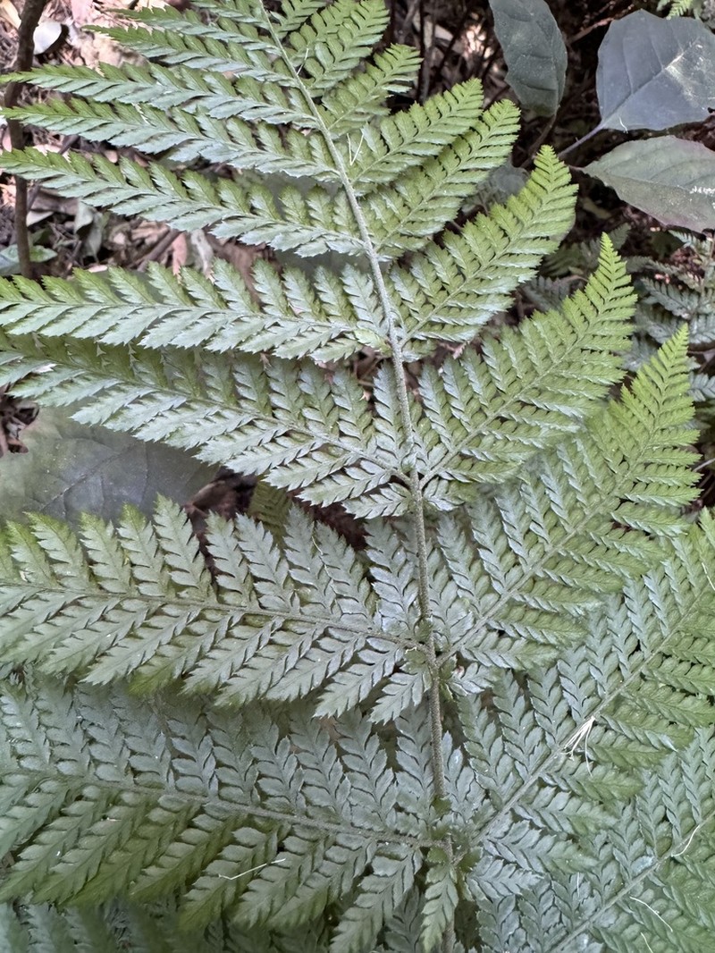 Parapolystichum microsorum photo 2