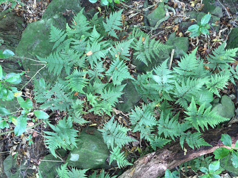 Parapolystichum microsorum photo 3