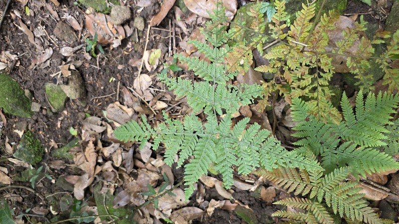 Parapolystichum microsorum photo 5