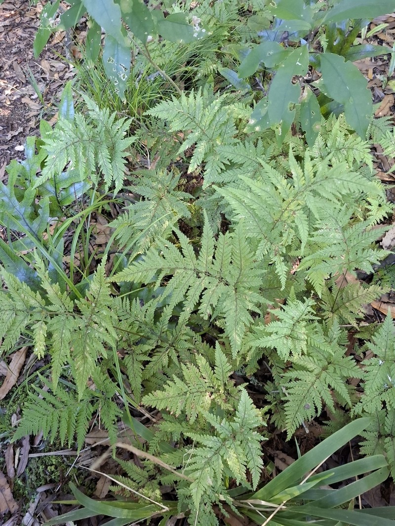 Parapolystichum microsorum photo 6