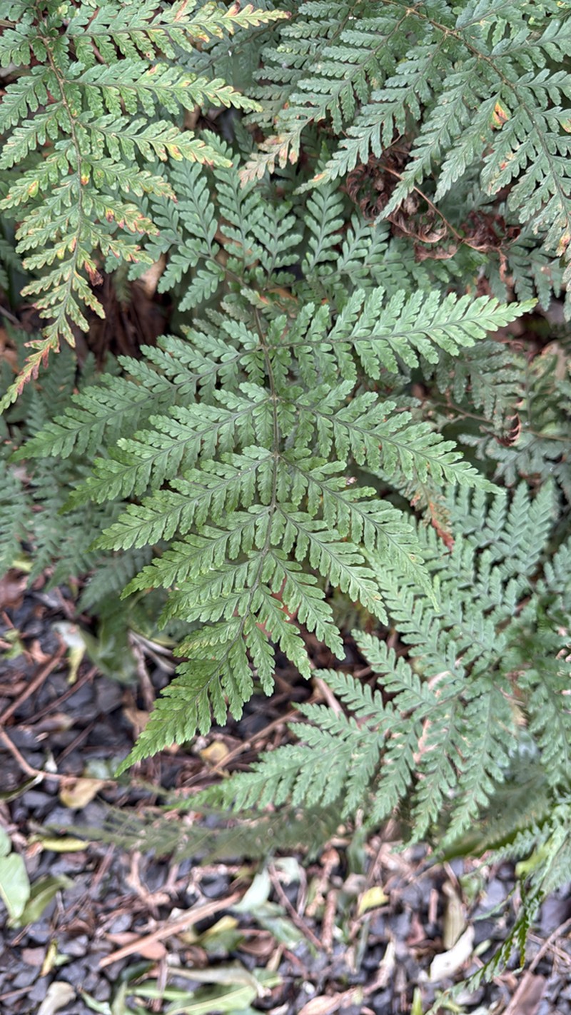 Parapolystichum microsorum photo 7