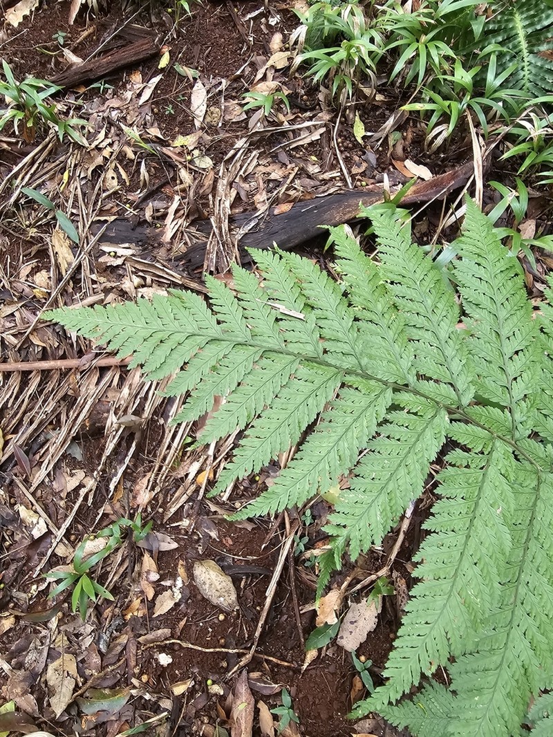Parapolystichum microsorum photo 8