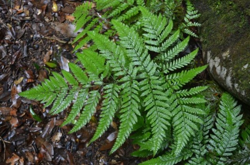 Parapolystichum microsorum subsp. microsorum