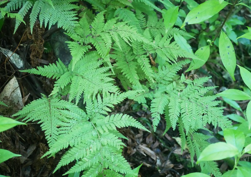 Parapolystichum microsorum subsp. pentangulare