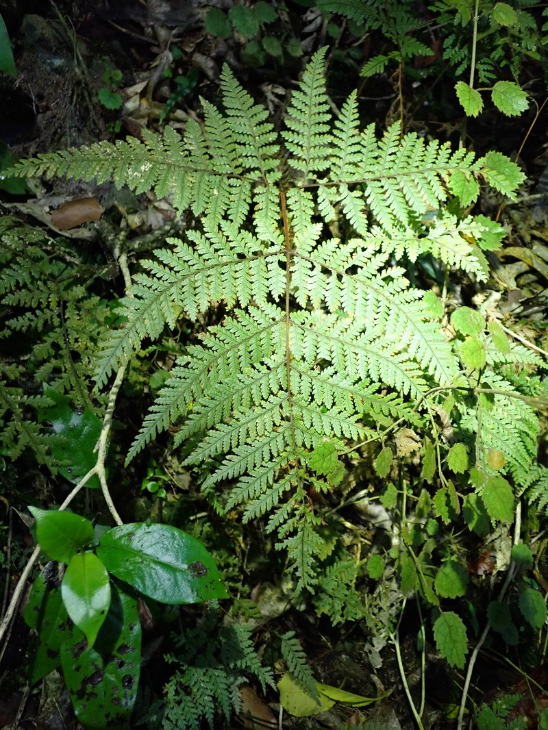Parapolystichum microsorum subsp. pentangulare photo 3