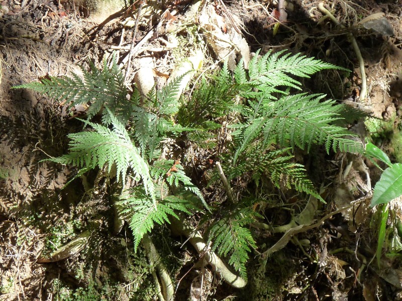 Parapolystichum microsorum subsp. pentangulare photo 4