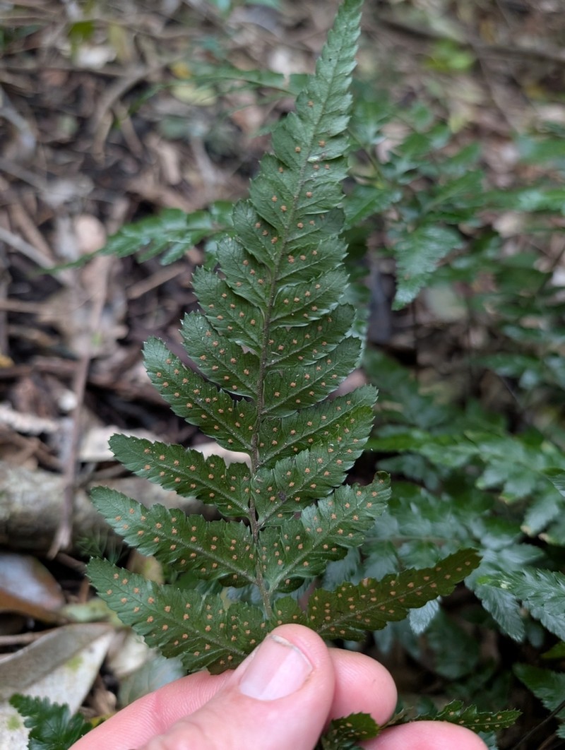 Parapolystichum munitum photo 2