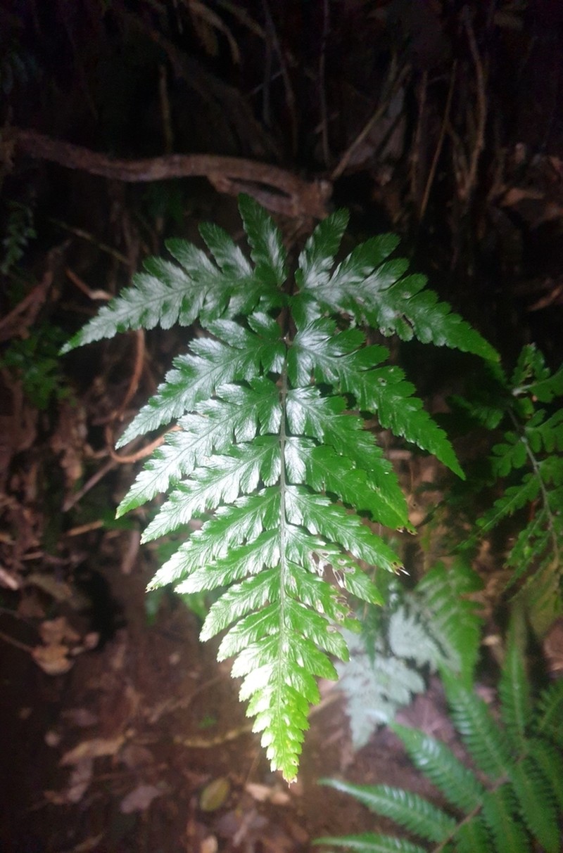 Parapolystichum munitum photo 3