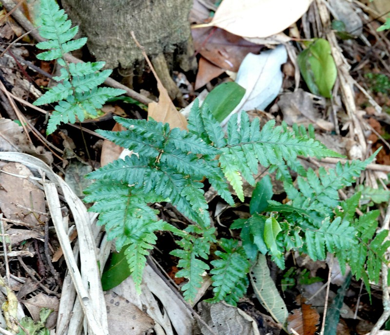 Parapolystichum munitum photo 5