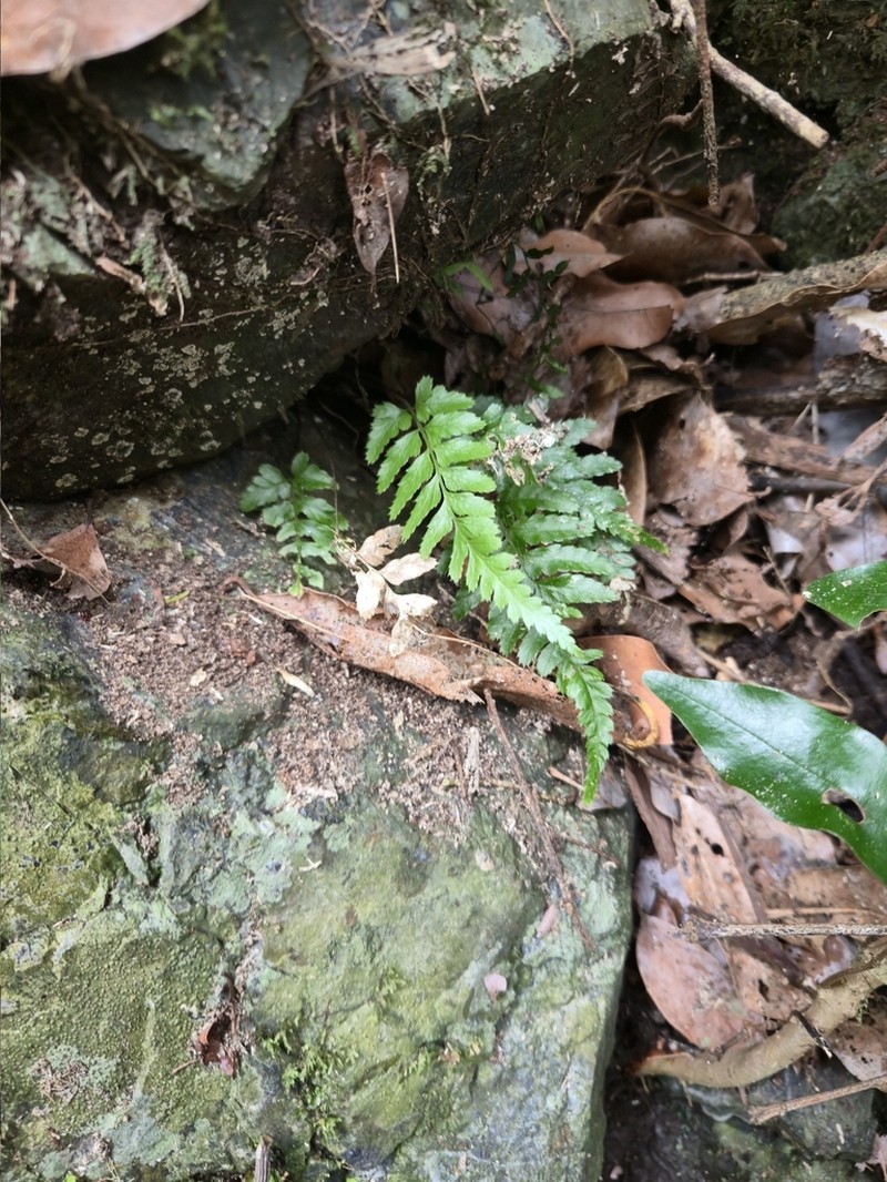 Parapolystichum munitum photo 6