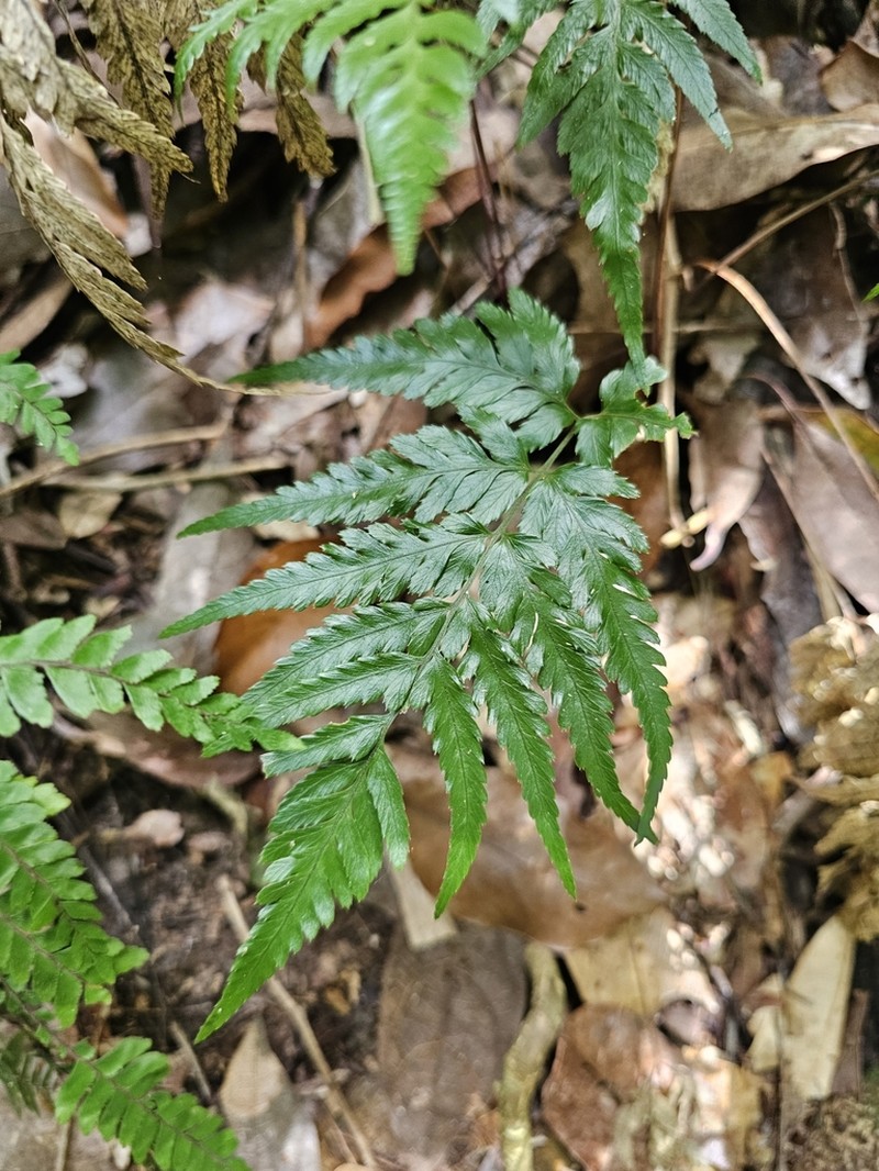 Parapolystichum munitum photo 7