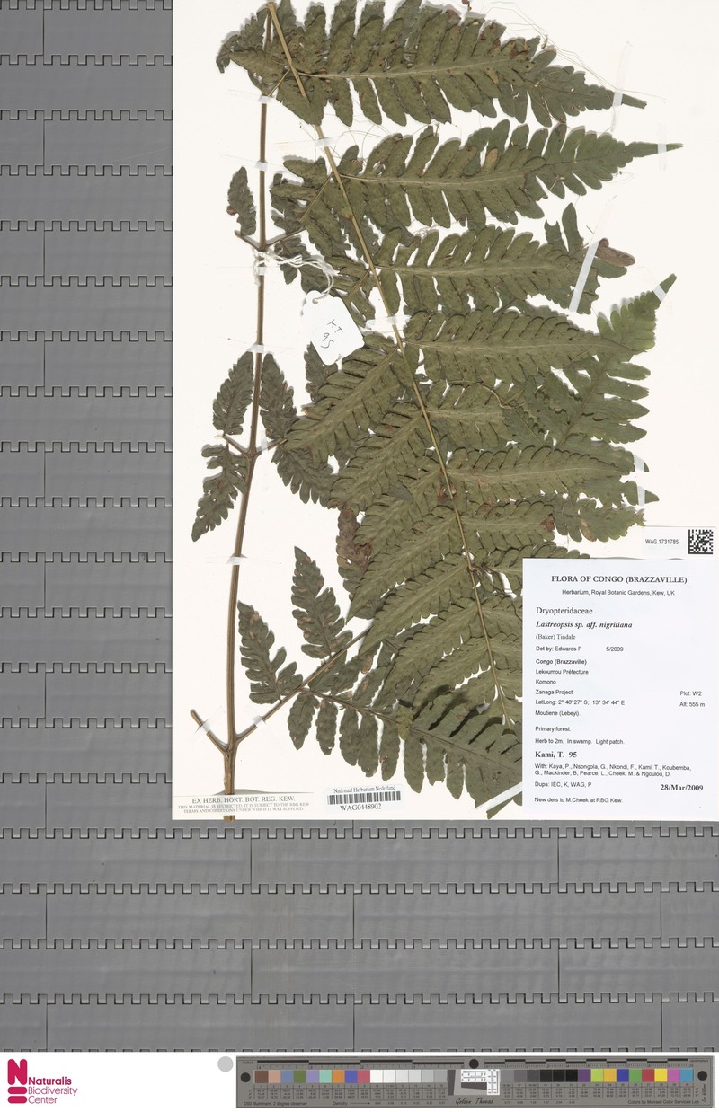 Parapolystichum nigritianum