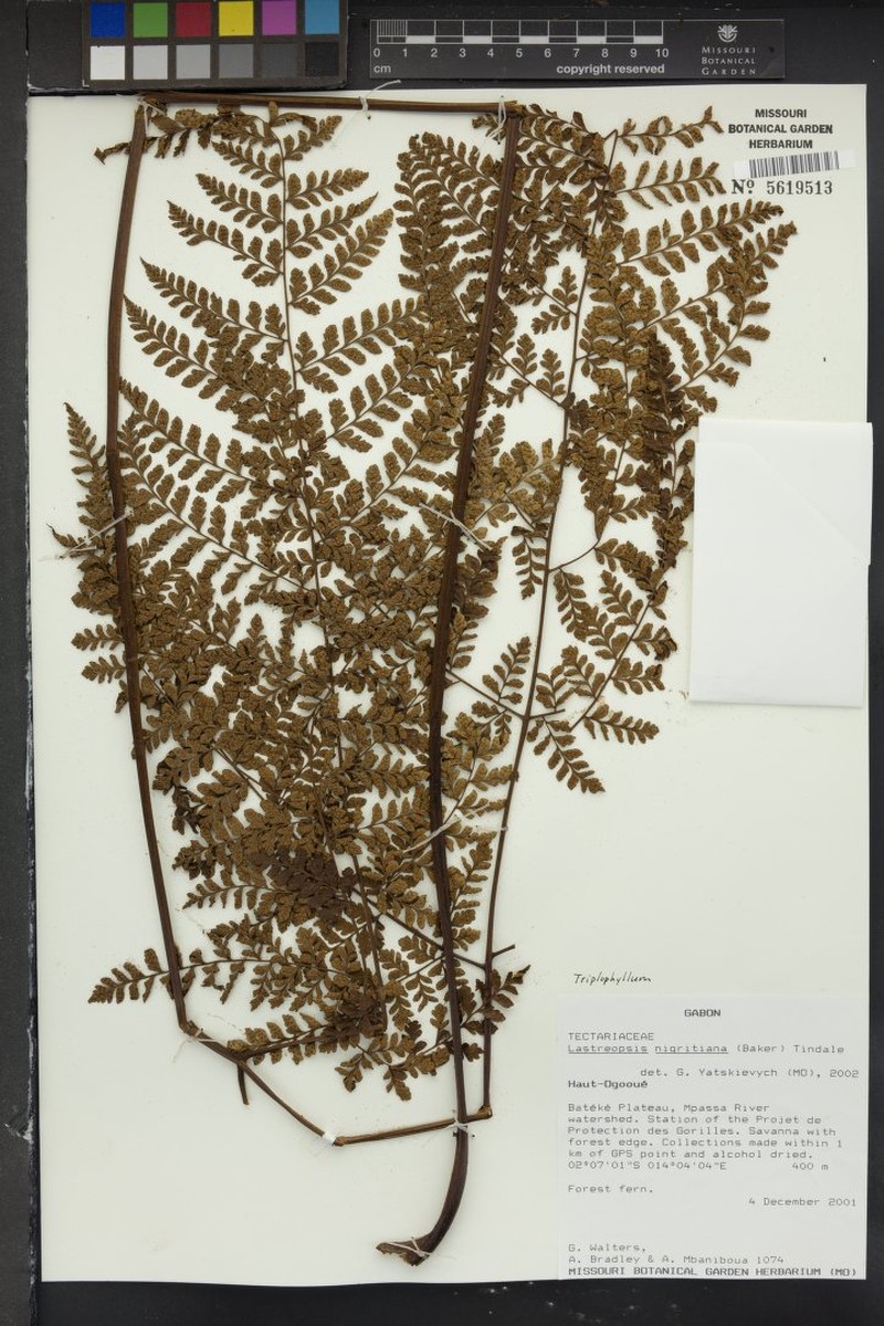 Parapolystichum nigritianum photo 2