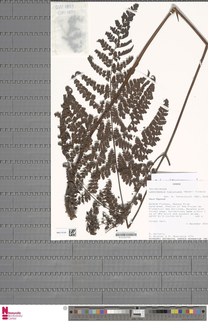 Parapolystichum nigritianum photo 3