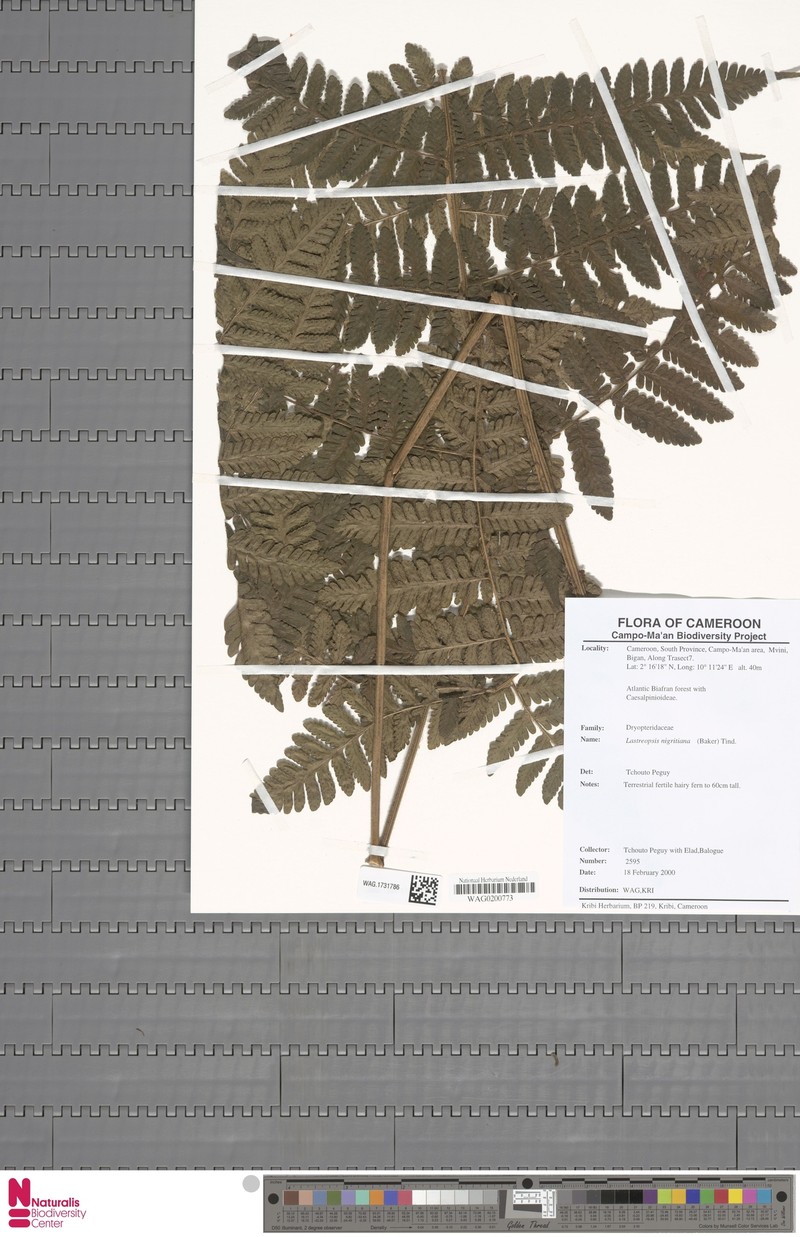 Parapolystichum nigritianum photo 4