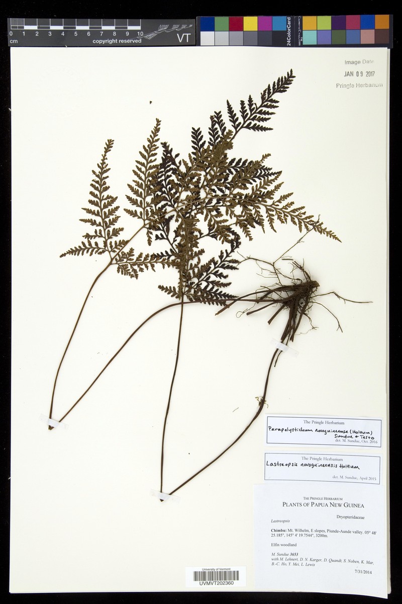 Parapolystichum novoguineense
